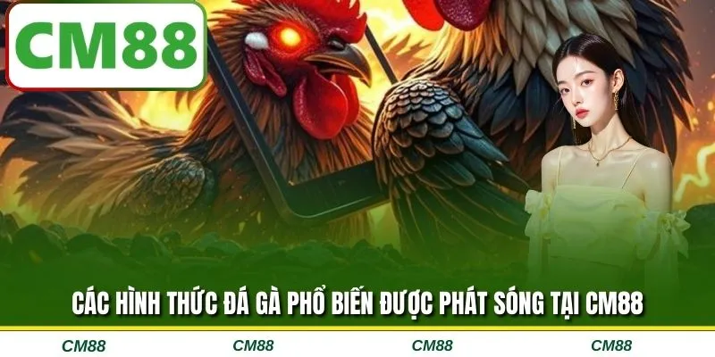 Các hình thức đá gà phổ biến được phát sóng tại CM88